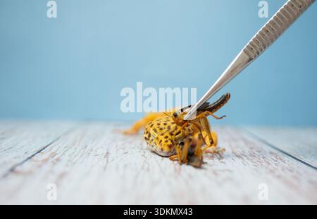 Close-up view of a yellow frog being held with tweezers on a wooden surface with a blue backdrop Stock Photo