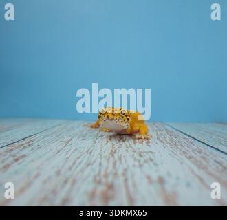 Close-up of a leopard gecko with orange skin on a wooden surface and blue background Stock Photo