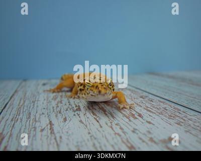 Leopard gecko with orange and brown patterns moving on a textured wooden surface Stock Photo