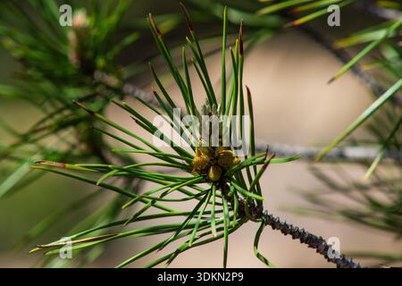 Close up of a pine tree branch and young pine cone, spider and spider web on the plant Stock Photo