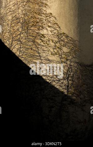 A high-contrast architectural detail featuring skeletal ivy vines clinging to a warm-toned, textured curved wall that symbolizes resilience of nature. Stock Photo