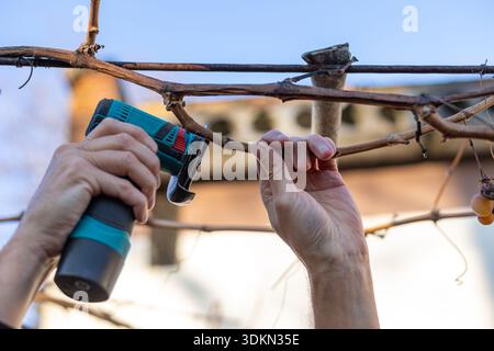Man pruning grapevine with cordless cutting tool. Close-up of hands using a battery-powered cutting tool to prune grapevine branches in a vineyard or Stock Photo