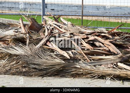 dead palm tree leaves brushed up on footpath in las palmas de gran canaria, canary islands, spain Stock Photo