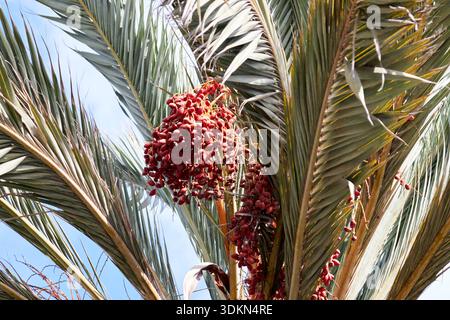 bunches of dates hanging from canary island date palms las palmas de gran canaria, canary islands, spain Stock Photo