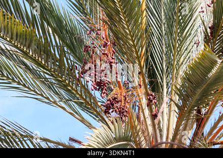 bunches of dates hanging from canary island date palms las palmas de gran canaria, canary islands, spain Stock Photo