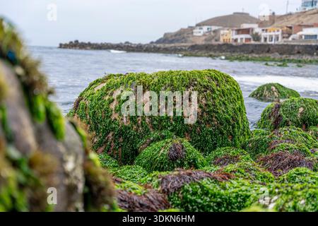 Coastal rocks covered with green and brown algae and tide pools, natural marine texture, shoreline ecosystem and seaside environment. Stock Photo