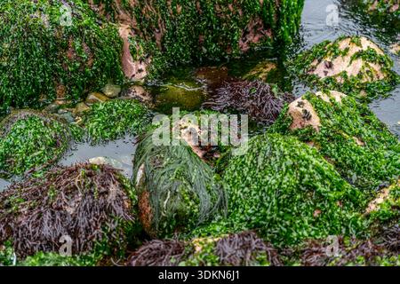 Coastal rocks covered with green and brown algae and tide pools, natural marine texture, shoreline ecosystem and seaside environment. Stock Photo