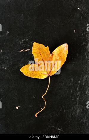 Autumnal leaf of acer monspessulanum ,the Montpellier maple on black  background , tree native to the Mediterranean region Stock Photo