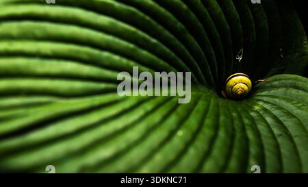 Macro close-up of a grove snail (Cepaea nemoralis) with a yellow and brown spiral shell resting on a vibrant green Hosta leaf Stock Photo