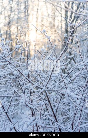 Snow-covered branches illuminated by low winter sunlight in daylight conditions. Dense frosty woodland with warm seasonal light. Stock Photo