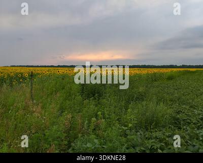Green grass in the foreground, a sunflower field in the background, a distant tree line on the horizon, and gray clouds at sunset. Stock Photo