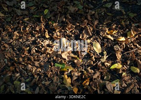 Old brown autumn leaves lying on the ground, illuminated by warm sunlight. Seasonal forest floor detail with natural light and soft shadows. Stock Photo