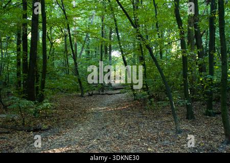 Forest path leading into green woodland, covered with fallen leaf. Old logs lying across the trail. Stock Photo
