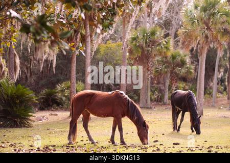 Wild horses on Cumberland Island, Georgia, USA Stock Photo