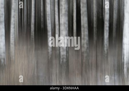 Closely standing, white-black logs, birch forest in winter, forest, wiped pattern, FinlandNarrow standing, white-black logs, birch forest in winter, f Stock Photo