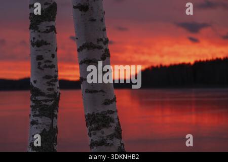 Two birch trunks after sunset over a still, frozen lake and forest, orange-red hues in the cloudy sky and on the lake's ice rink, Finland Stock Photo