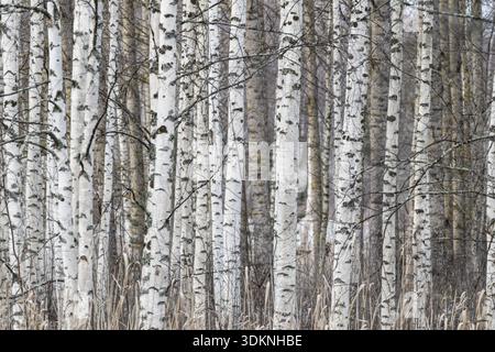 Tight standing, white-black trunks, birch forest in winter, Finland Stock Photo