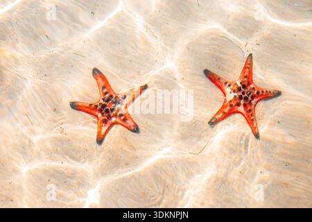 Two orange starfish lie underwater in the gentle ripples of a crystal-clear sea on a sandy shore. Stock Photo
