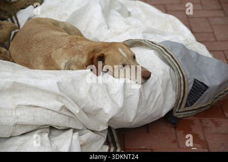 Dog, animal, pet, beige, portrait, domestic dog, lying down, brown, resting, turkey, mixed breed Stock Photo