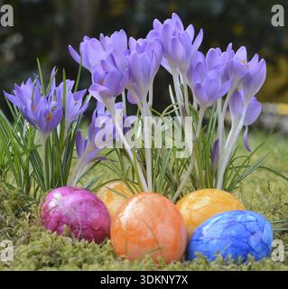 Easter eggs, Easter egg, eggs, Easter, crocus, crocuses, tradition, traditional, colorful, color, colors, colored, grass, meadow, flower Stock Photo