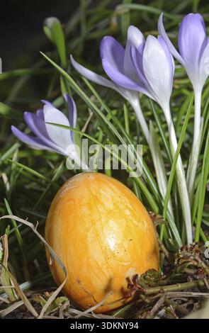 Easter egg, Easter, Easter, crocus, crocuses, tradition, traditional, colorful, color, colors, grass, meadow, flower Stock Photo