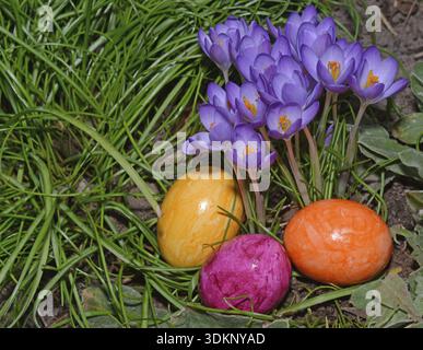 Easter eggs, Easter egg, eggs, Easter, crocus, crocuses, tradition, traditional, colorful, color, colors, colored, grass, meadow, flower Stock Photo