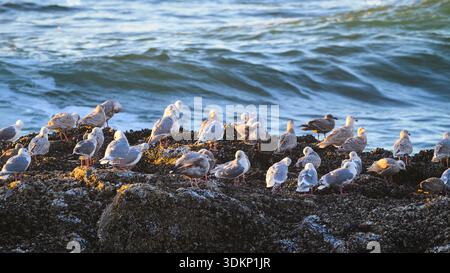 Seagulls preen while standing on rugged rock alongside Pacific Ocean Stock Photo