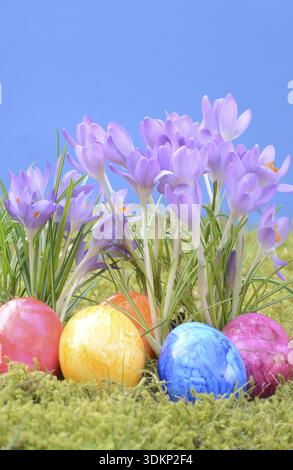 Easter eggs, Easter egg, eggs, Easter, crocus, crocuses, tradition, traditional, colorful, color, colors, colored, grass, meadow, flower Stock Photo