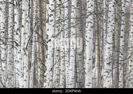 Tight standing, white-black trunks, birch forest in winter, Finland Stock Photo