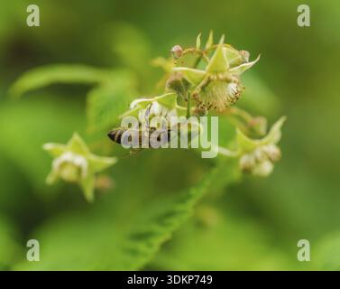 One small bee pollination flower on a raspberry cane with copy space place Stock Photo