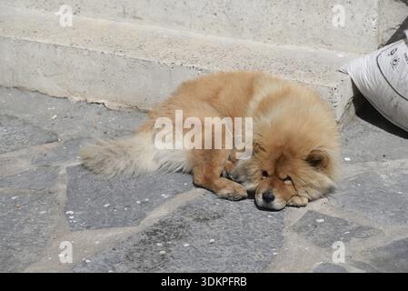 Dog, animal, pet, beige, portrait, domestic dog, lying down, brown, resting, turkey, mixed breed Stock Photo