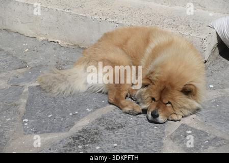 Dog, animal, pet, beige, portrait, domestic dog, lying down, brown, resting, turkey, mixed breed Stock Photo
