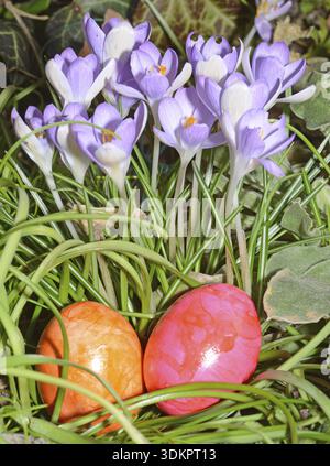 Easter eggs, Easter egg, eggs, Easter, crocus, crocuses, tradition, traditional, colorful, color, colors, colored, grass, meadow, flower Stock Photo