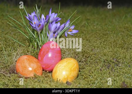 Easter eggs, Easter egg, eggs, Easter, crocus, crocuses, tradition, traditional, colorful, color, colors, colored, grass, meadow, flower Stock Photo
