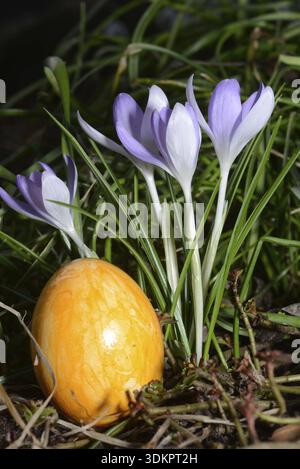 Easter egg, Easter, Easter, crocus, crocuses, tradition, traditional, colorful, color, colors, grass, meadow, flower Stock Photo