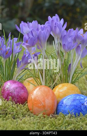 Easter eggs, Easter egg, eggs, Easter, crocus, crocuses, tradition, traditional, colorful, color, colors, colored, grass, meadow, flower Stock Photo