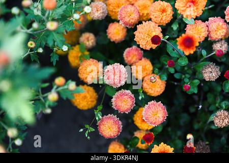 Close up view of chrysanthemum Molfetta Orange showing rounded orange pompon blooms tightly packed into a colorful floral texture background. Stock Photo