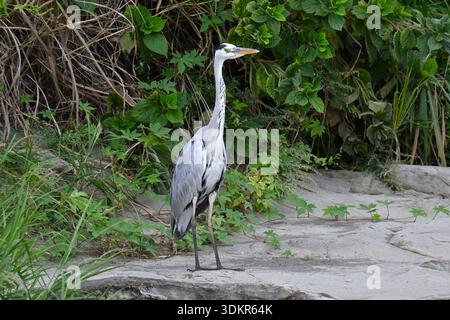 A grey heron is hunting for food near the water. It uses its long beak to hunt for fish and amphibians that live in rivers and other habitats. Stock Photo