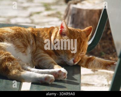 Ginger tabby cat enjoying a lazy day in the spring sunshine in Xanthates, Corfu, Greece Stock Photo