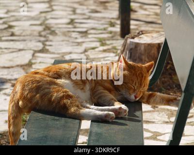 Ginger tabby cat enjoying a lazy day in the spring sunshine in Xanthates, Corfu, Greece Stock Photo