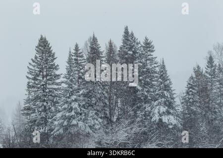 Heavy snowfall on evergreen trees,Quebec,Canada Stock Photo