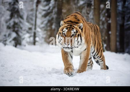 A tiger moves steadily through a snowy forest during winter. The white snow covers the ground while trees stand tall around the big cat. It shows its Stock Photo