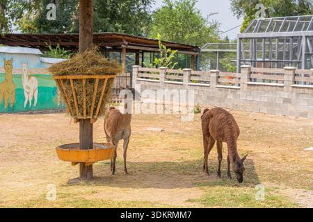 Almaty, Kazakhstan - July 30, 2025: Two llamas on the zoo grounds. Life in captivity Stock Photo