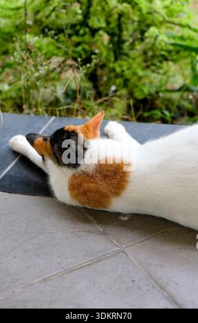 A back view of lonely cat resting comfortably on the public floor Stock Photo