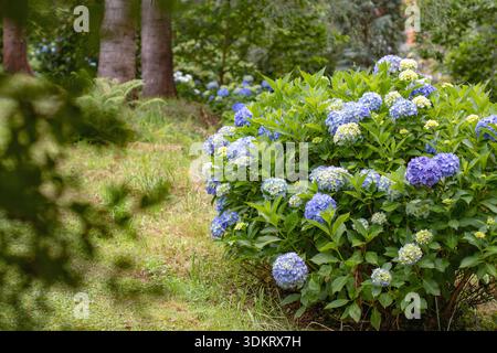 Spherical bigleaf hydrangea (Hydrangea macrophylla) covered with sky blue flower clusters and yellow buds in a garden, with softly blurred tree branch Stock Photo