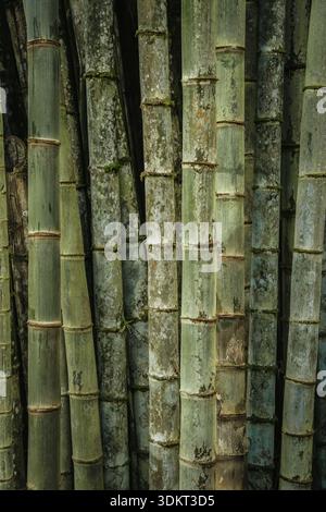 Natural Green Bamboo Forest Texture with Weathered Organic Details Stock Photo