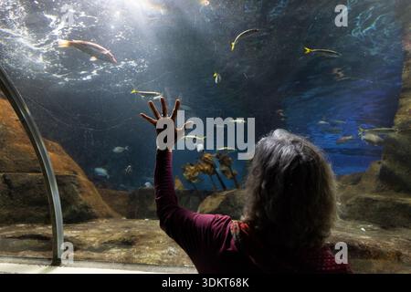 Visitors walk through an underwater viewing tunnel surrounded by marine life at SEA LIFE Kelly Tarlton’s Aquarium in Auckland, New Zealand. Stock Photo