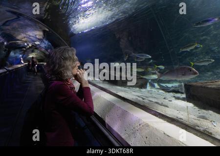 Visitors walk through an underwater viewing tunnel surrounded by marine life at SEA LIFE Kelly Tarlton’s Aquarium in Auckland, New Zealand. Stock Photo
