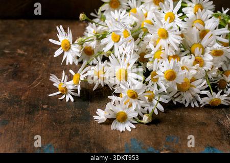Beautiful white chamomile flowers with yellow centers scattered on rustic wooden background. Natural herbal medicine and aromatherapy concept. Stock Photo