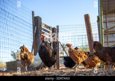 Chickens in a coop outside in late afternoon light Stock Photo